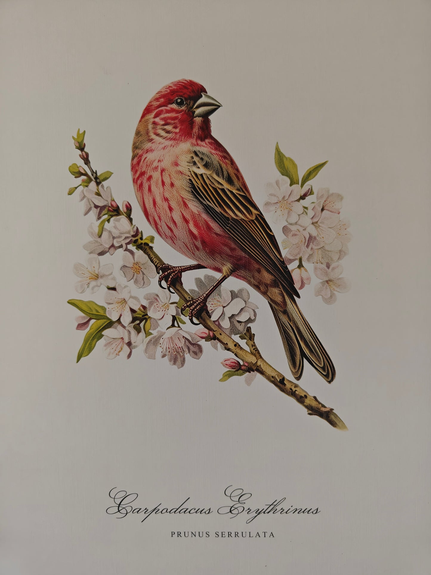 Framed Vintage Bird Print - Generosa Home & Living