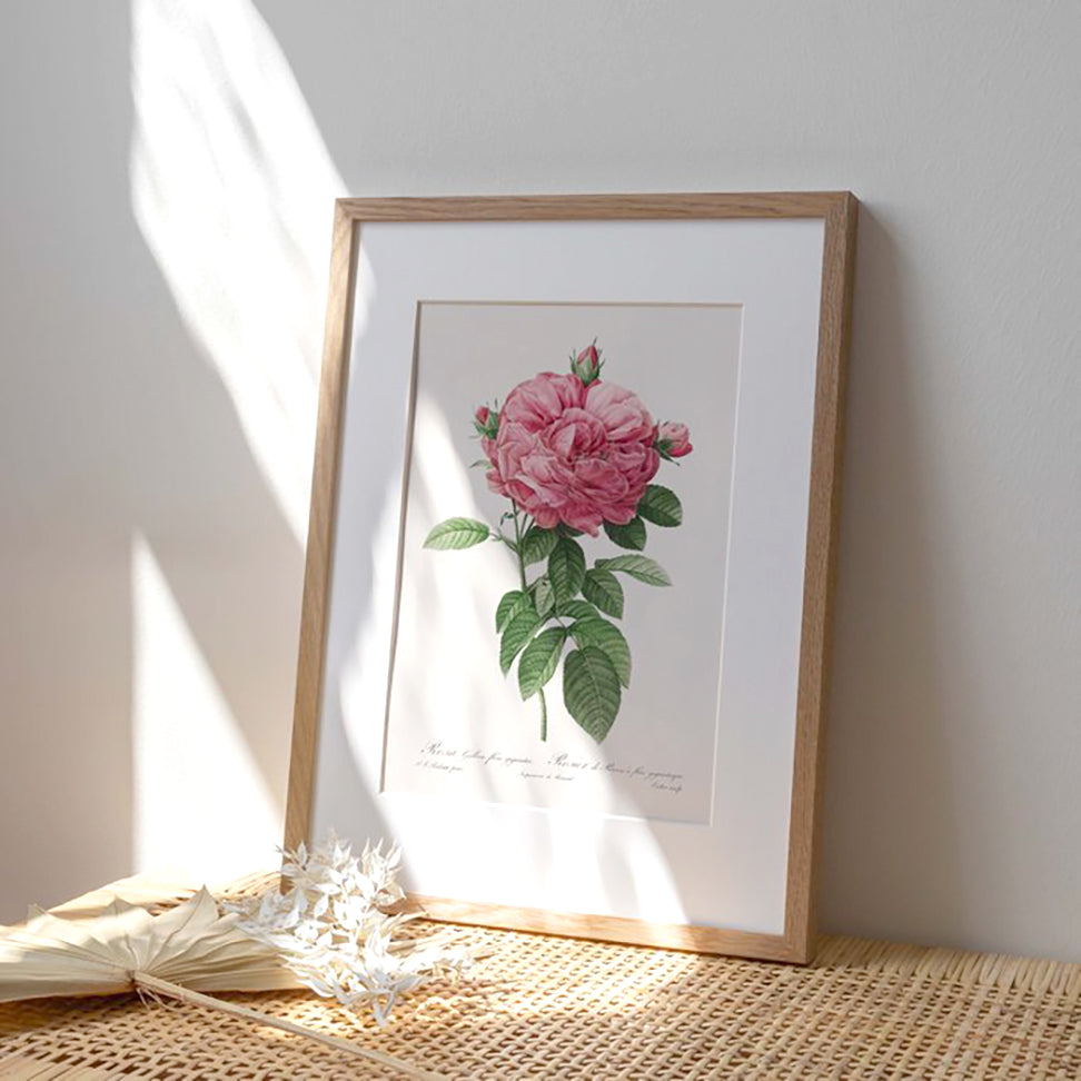 Generosa Home and Living Reproduction of a botanical drawing from the book "les roses" published in 1817 and illustrated by the famous painter and botanist pierre-joseph redouté.