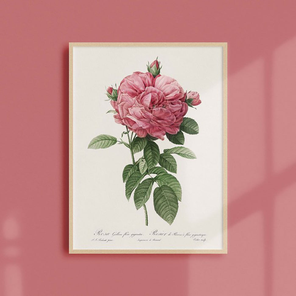 Generosa Home and Living Reproduction of a botanical drawing from the book "les roses" published in 1817 and illustrated by the famous painter and botanist pierre-joseph redouté.
