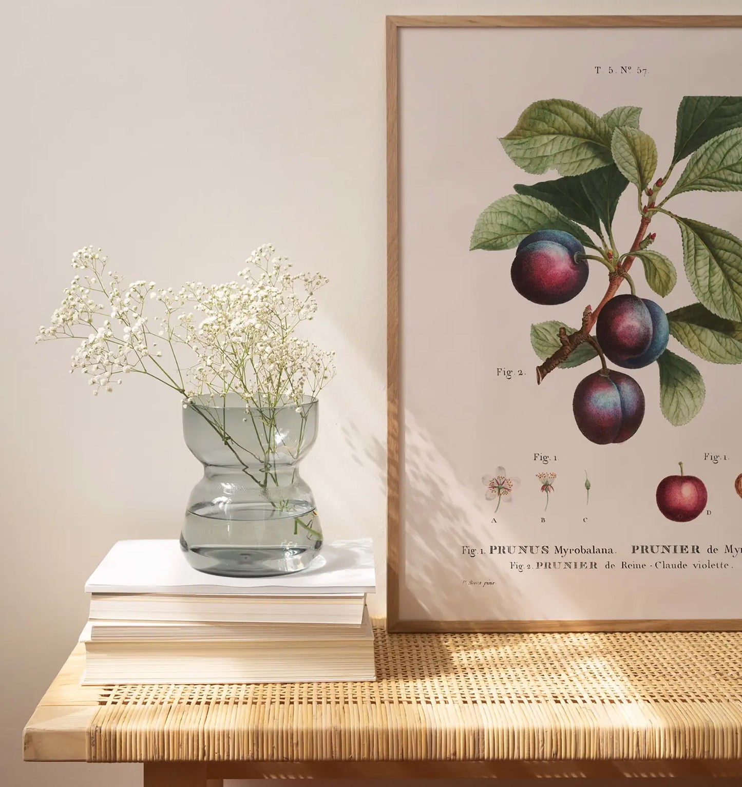 Reproduction of a botanical drawing from the book "Traité des arbres et arbustes que l'on cultive en France en pleine terre" published in 1801 and illustrated by the famous painter and botanist Pierre-Joseph Redouté.