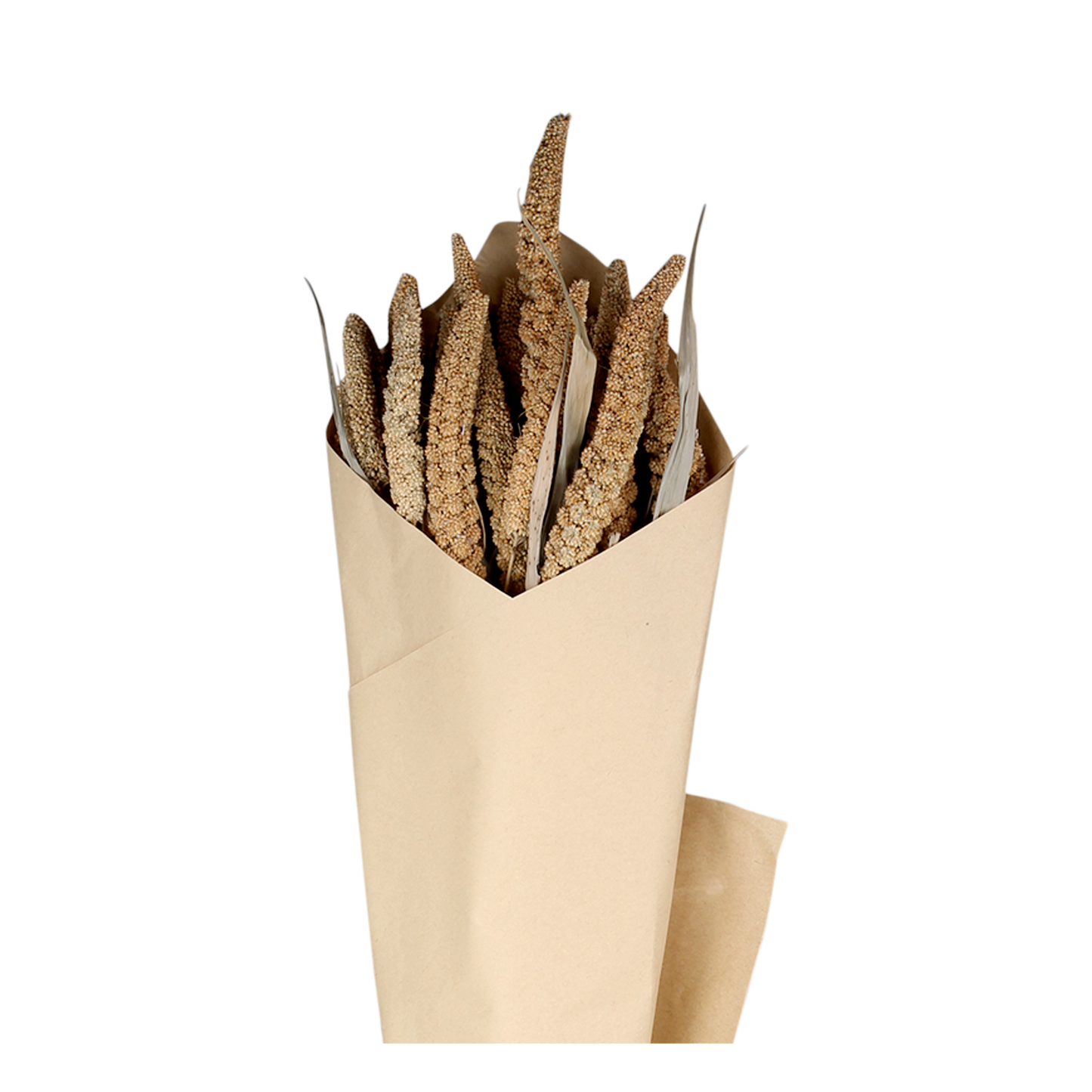 Fleur dried Seterea Flowers