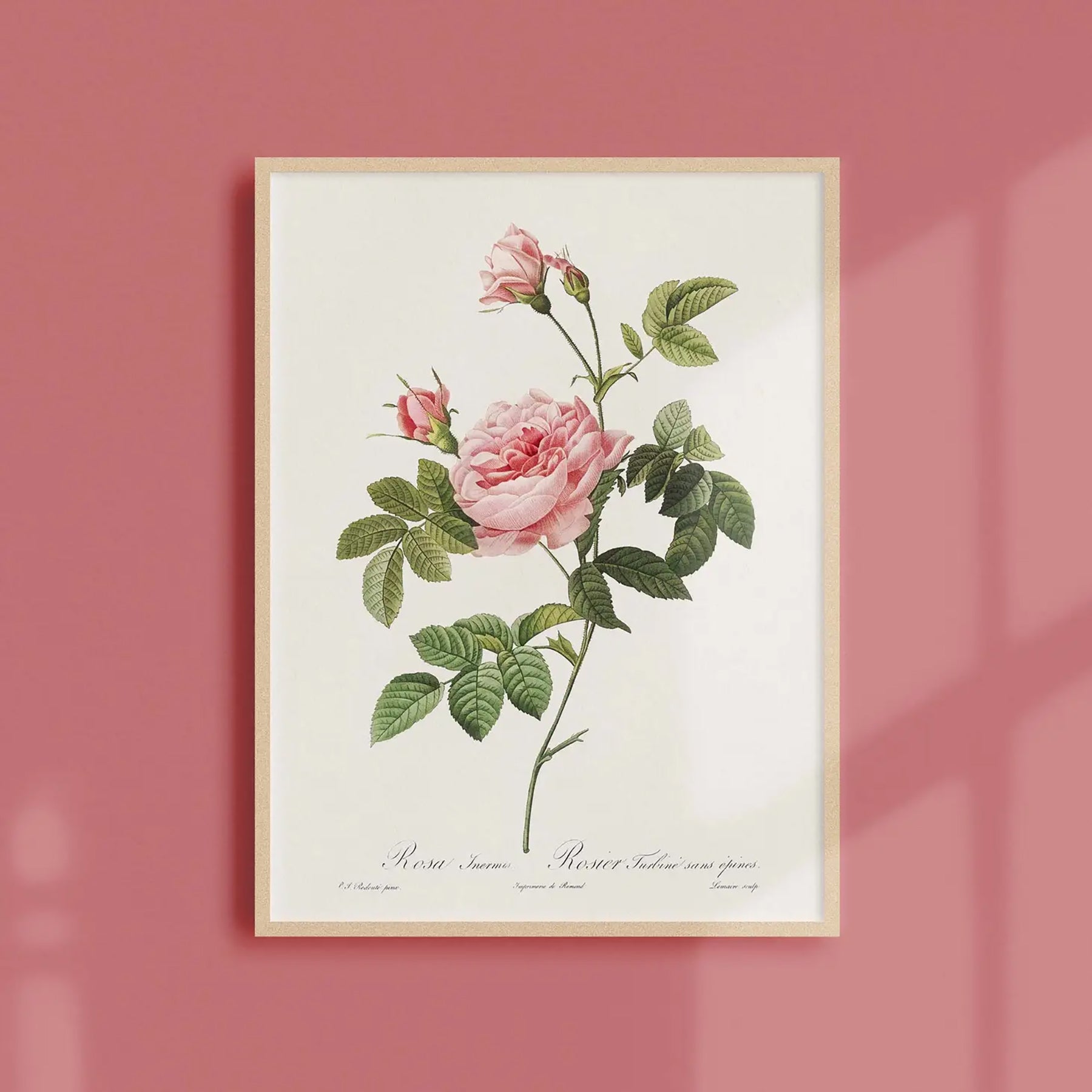 Reproduction of a botanical drawing from the book "les roses" published in 1817 and illustrated by the famous painter and botanist pierre-joseph redouté. Generosa Home and Living