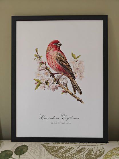 Framed Vintage Bird Print