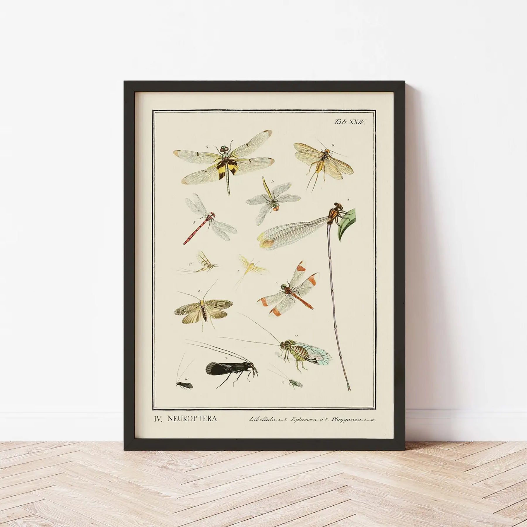 Generosa Home and Living Reproduction of an entomological plate from "dr. Sulzer’s short history of insects" by johann heinrich sulzer (1776).