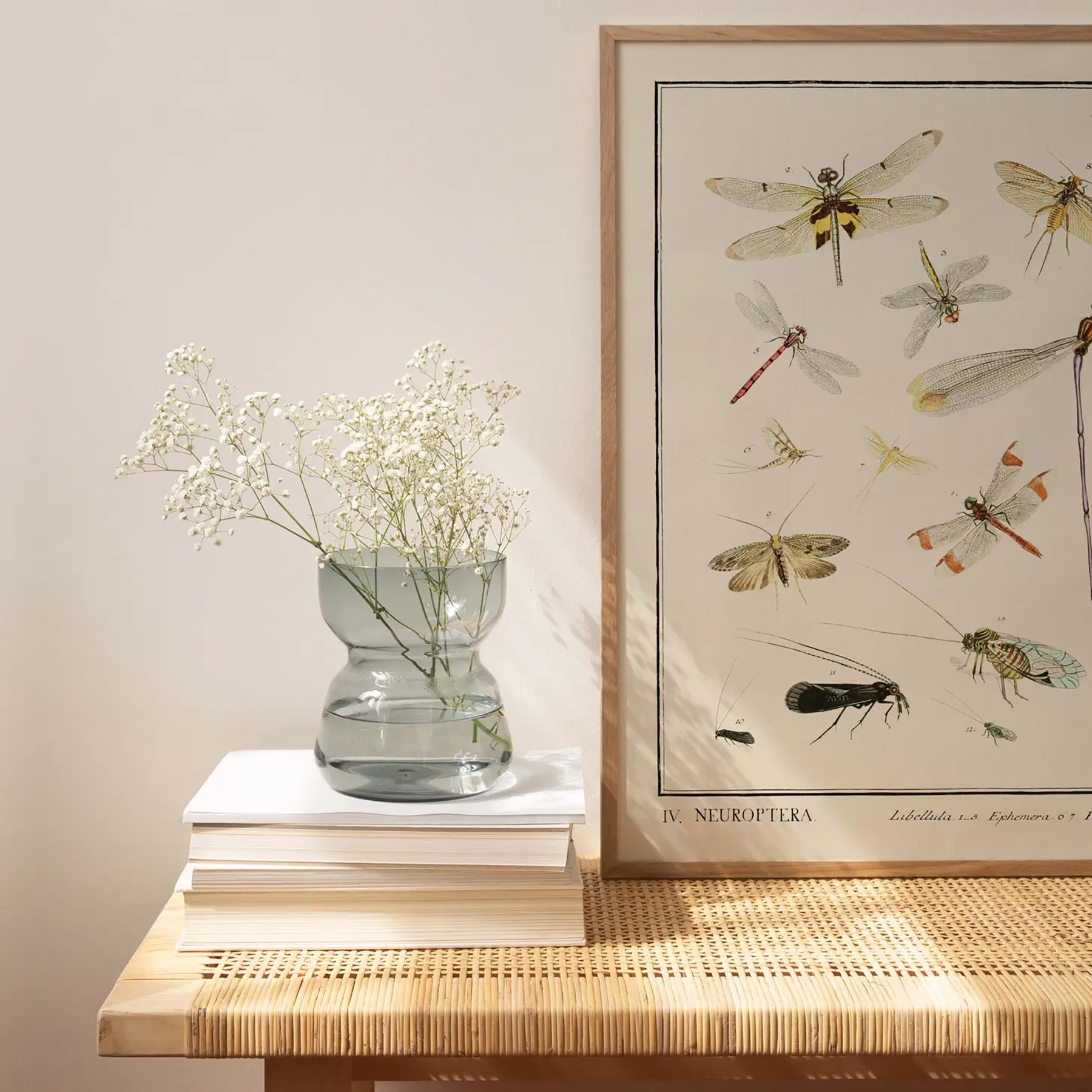 Generosa Home and Living Reproduction of an entomological plate from "dr. Sulzer’s short history of insects" by johann heinrich sulzer (1776).