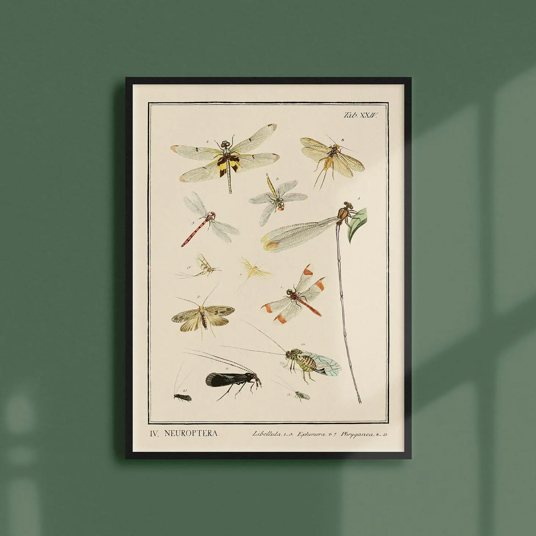Generosa Home and Living Reproduction of an entomological plate from "dr. Sulzer’s short history of insects" by johann heinrich sulzer (1776).
