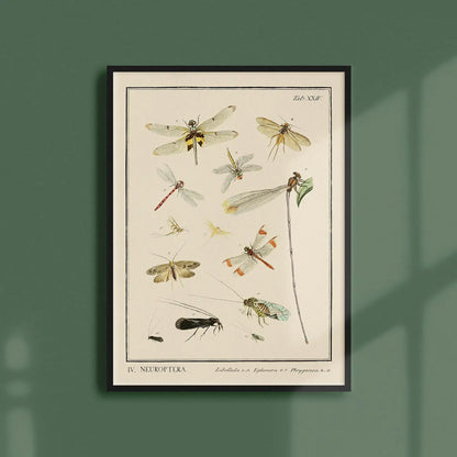 Generosa Home and Living Reproduction of an entomological plate from "dr. Sulzer’s short history of insects" by johann heinrich sulzer (1776).