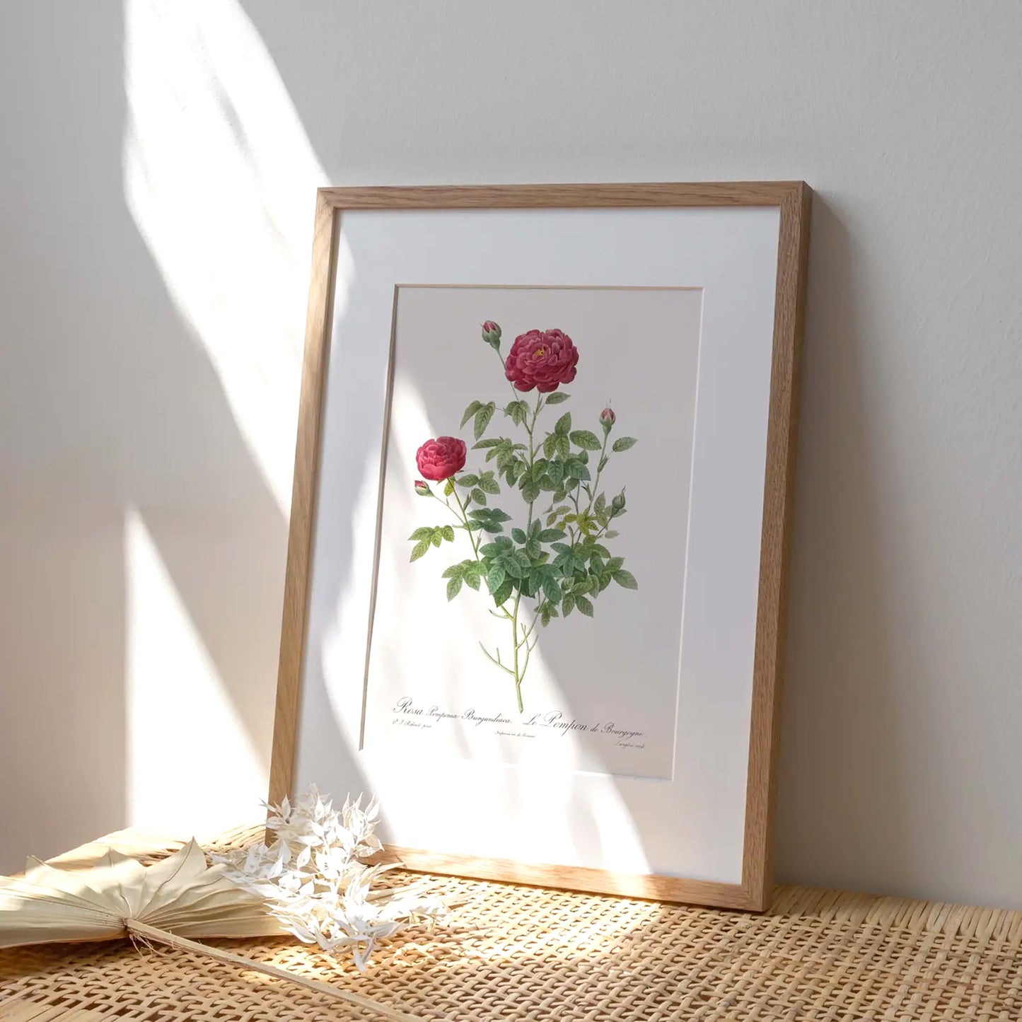 Reproduction of a botanical drawing from the book "les roses" published in 1817 and illustrated by the famous painter and botanist pierre-joseph redouté. Generosa Home and Living