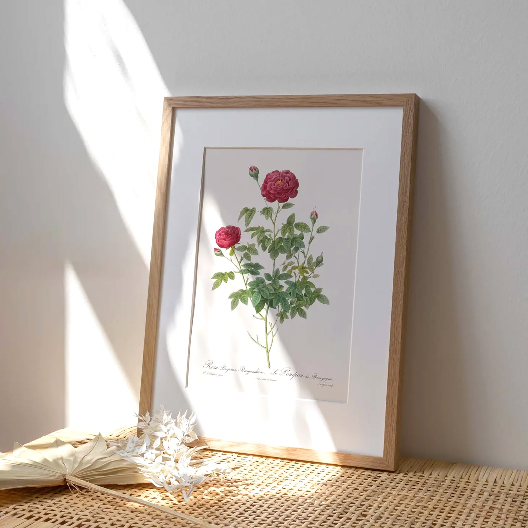 Reproduction of a botanical drawing from the book "les roses" published in 1817 and illustrated by the famous painter and botanist pierre-joseph redouté. Generosa Home and Living
