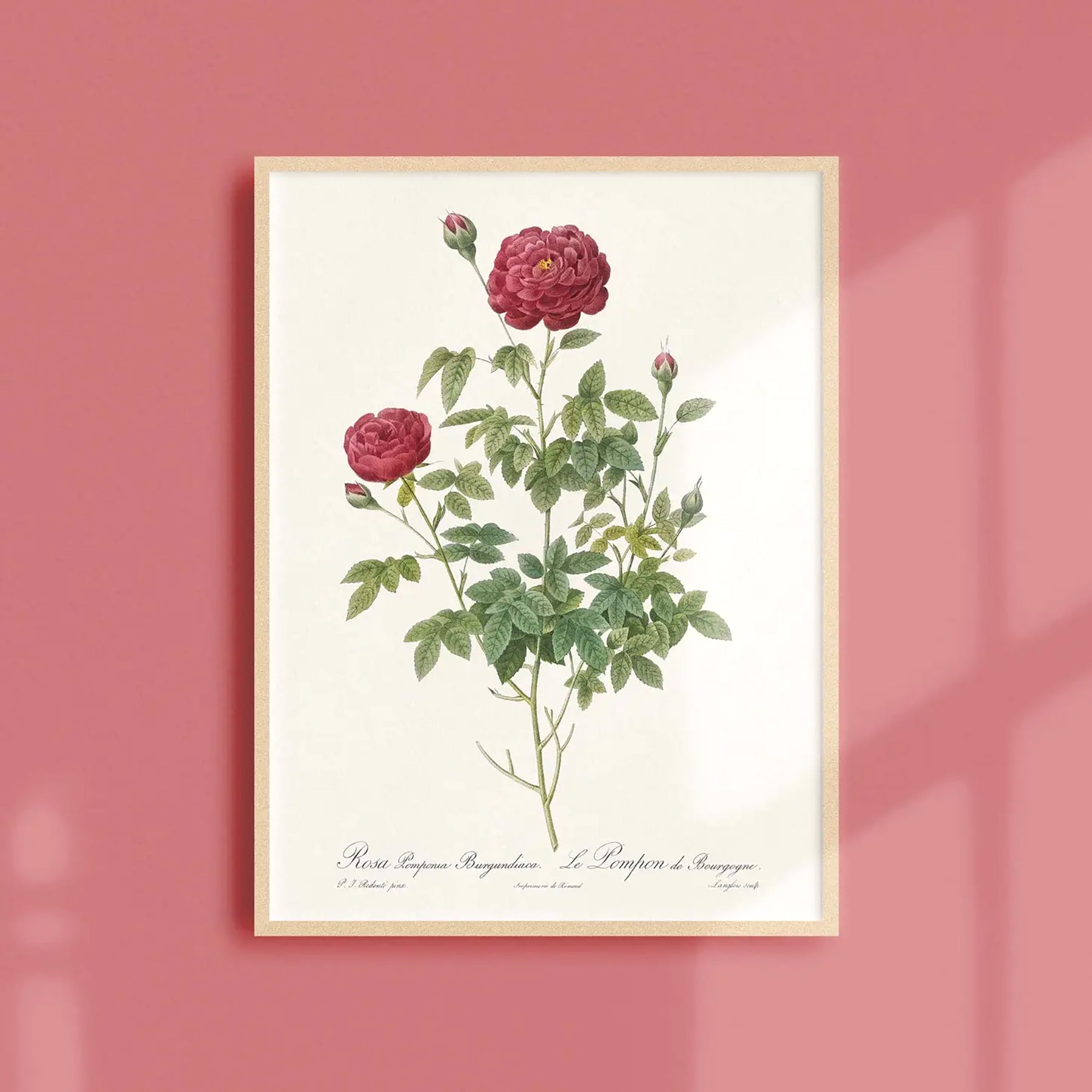 Reproduction of a botanical drawing from the book "les roses" published in 1817 and illustrated by the famous painter and botanist pierre-joseph redouté. Generosa Home and Living