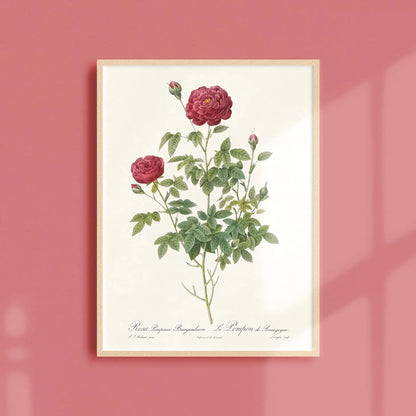 Reproduction of a botanical drawing from the book "les roses" published in 1817 and illustrated by the famous painter and botanist pierre-joseph redouté. Generosa Home and Living