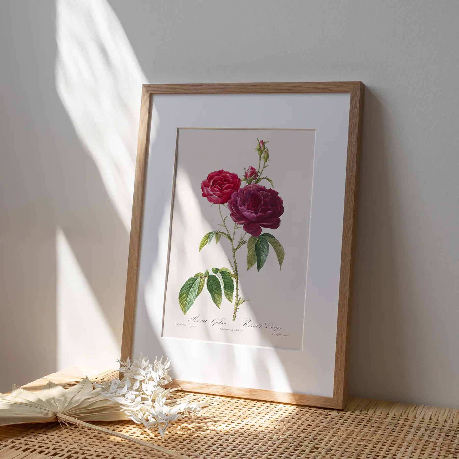 Reproduction of a botanical drawing from the book "les roses" published in 1817 and illustrated by the famous painter and botanist pierre-joseph redouté. Generosa Home and Living