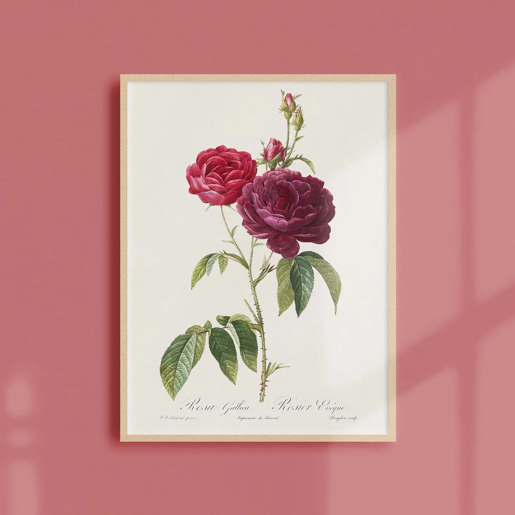 Reproduction of a botanical drawing from the book "les roses" published in 1817 and illustrated by the famous painter and botanist pierre-joseph redouté. Generosa Home and Living