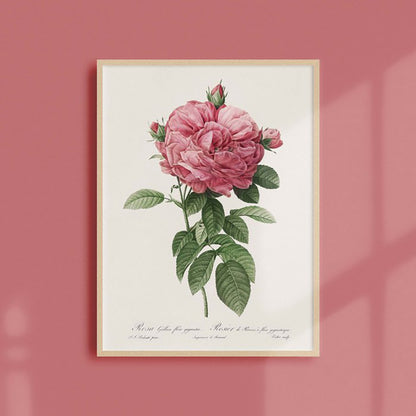 Generosa Home and Living  Reproduction of a botanical drawing from the book "les roses" published in 1817 and illustrated by the famous painter and botanist pierre-joseph redouté.
