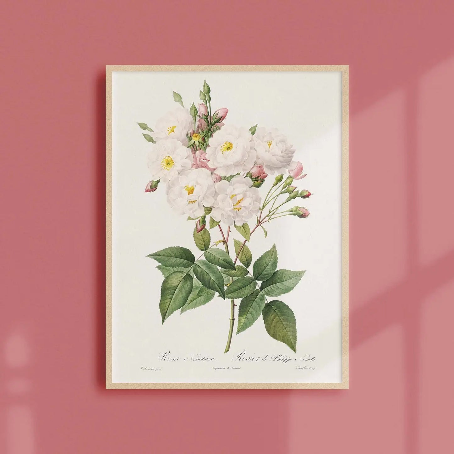 Generosa Home and Living Reproduction of a botanical drawing from the book "les roses" published in 1817 and illustrated by the famous painter and botanist pierre-joseph redouté.