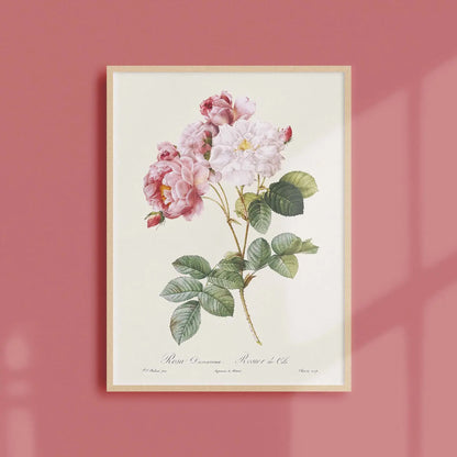 Reproduction of a botanical drawing from the book "les roses" published in 1817 and illustrated by the famous painter and botanist pierre-joseph redouté Generosa Home and Living