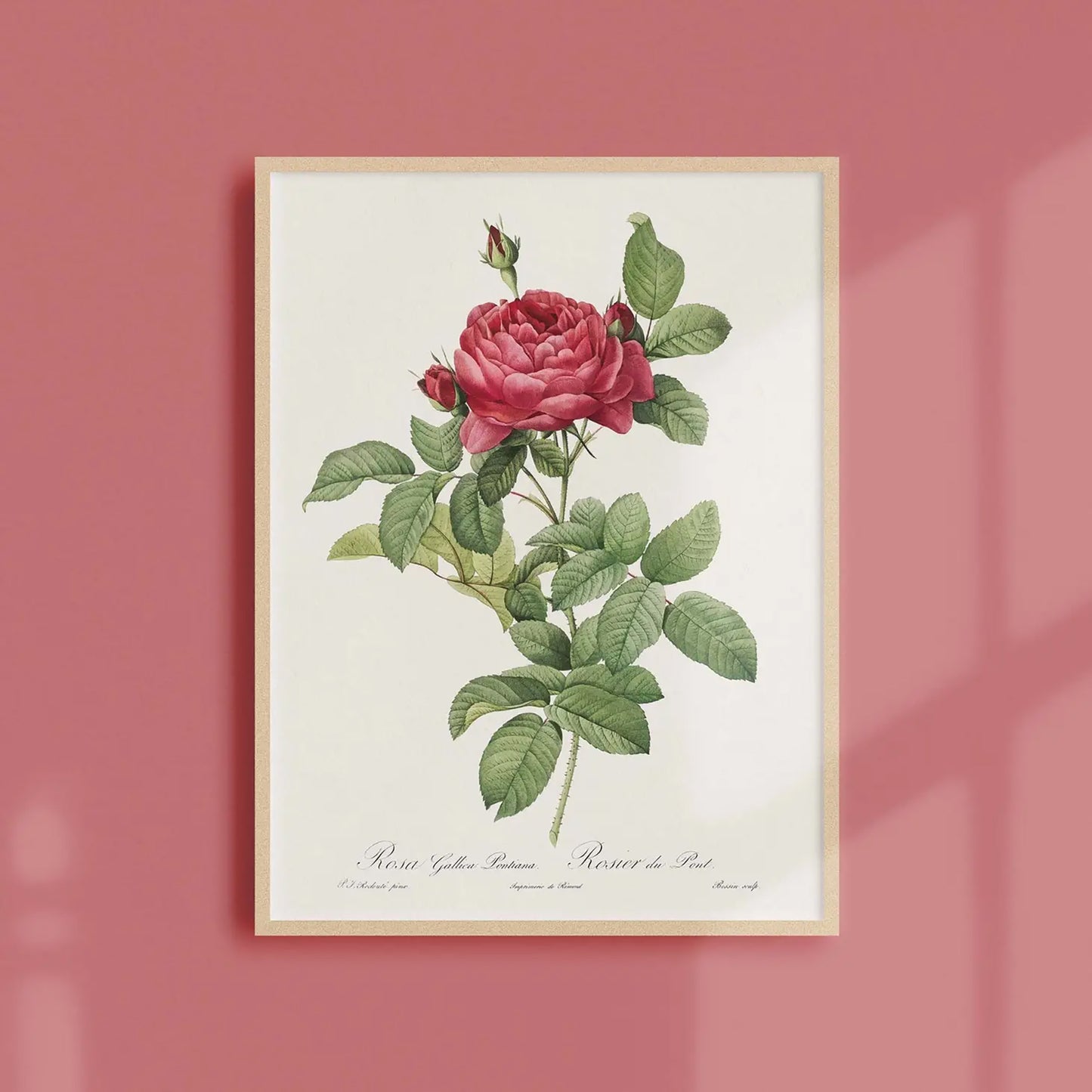 Generosa Home and Living Reproduction of a botanical drawing from the book "les roses" published in 1817 and illustrated by the famous painter and botanist pierre-joseph redouté.