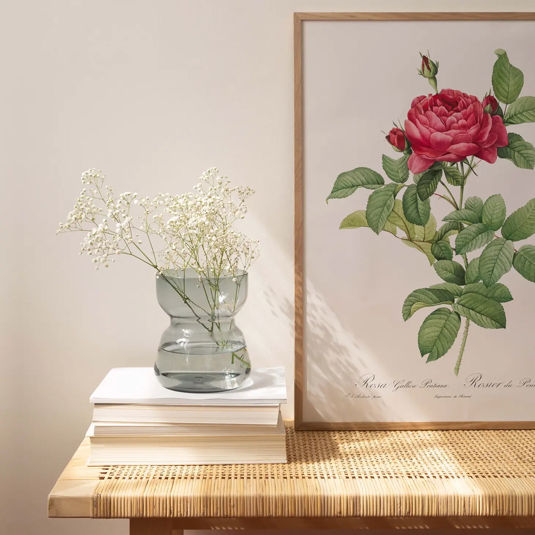 Generosa Home and Living Reproduction of a botanical drawing from the book "les roses" published in 1817 and illustrated by the famous painter and botanist pierre-joseph redouté.