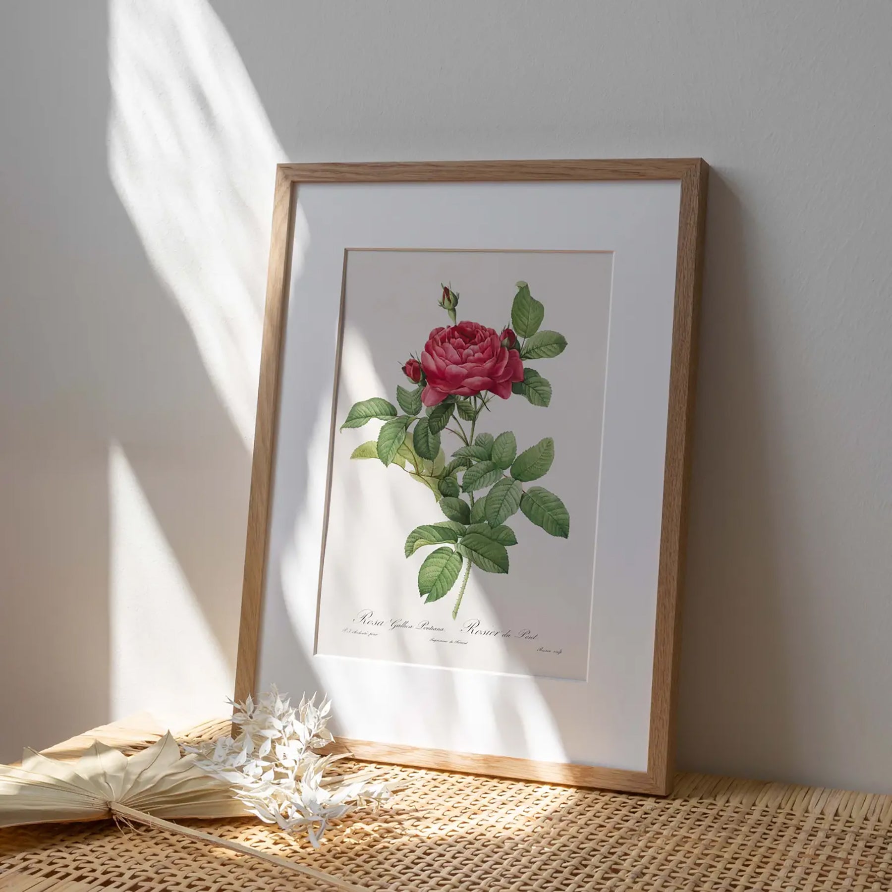 Generosa Home and Living Reproduction of a botanical drawing from the book "les roses" published in 1817 and illustrated by the famous painter and botanist pierre-joseph redouté.