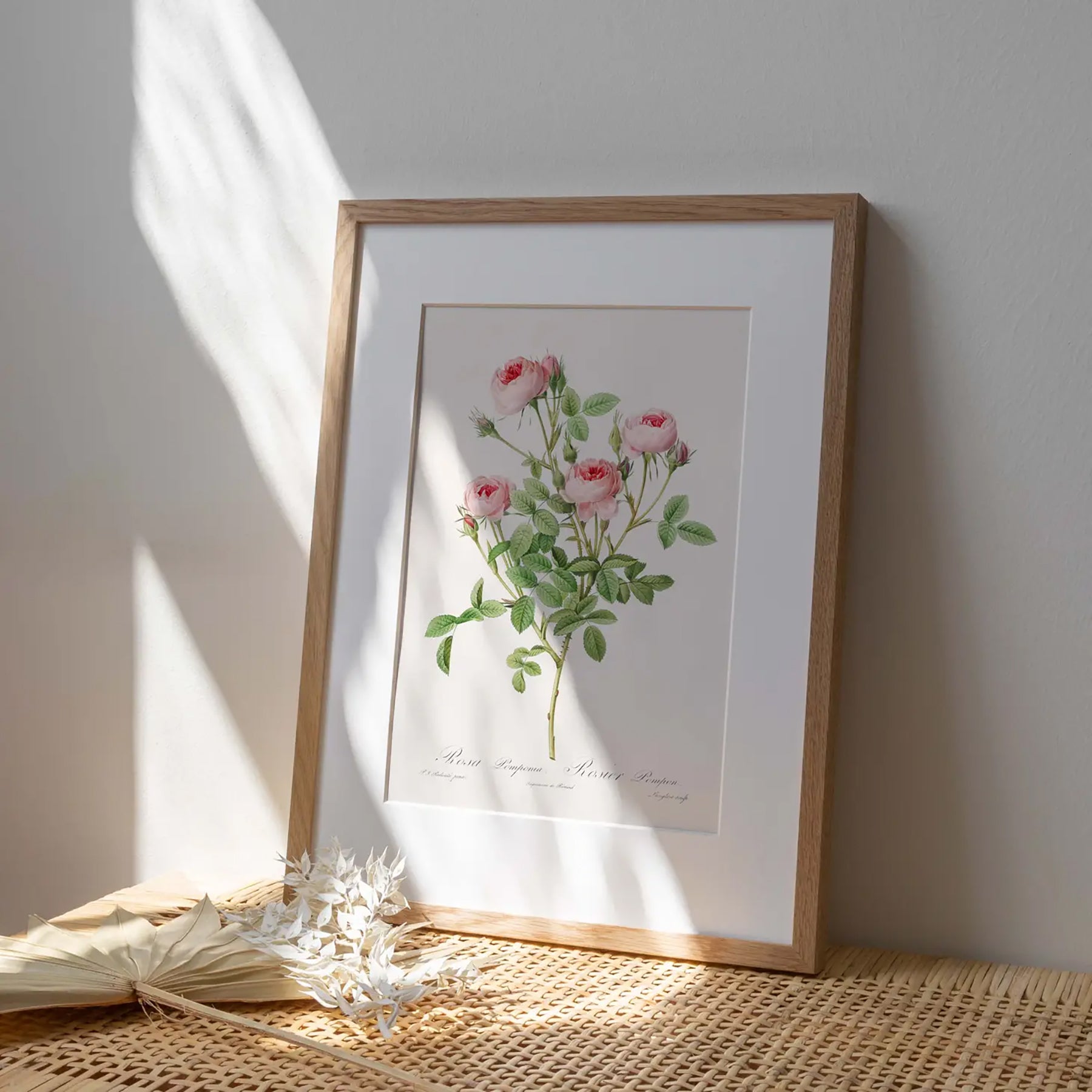 Generosa Home and Living Reproduction of a botanical drawing from the book "les roses" published in 1817 and illustrated by the famous painter and botanist pierre-joseph redouté