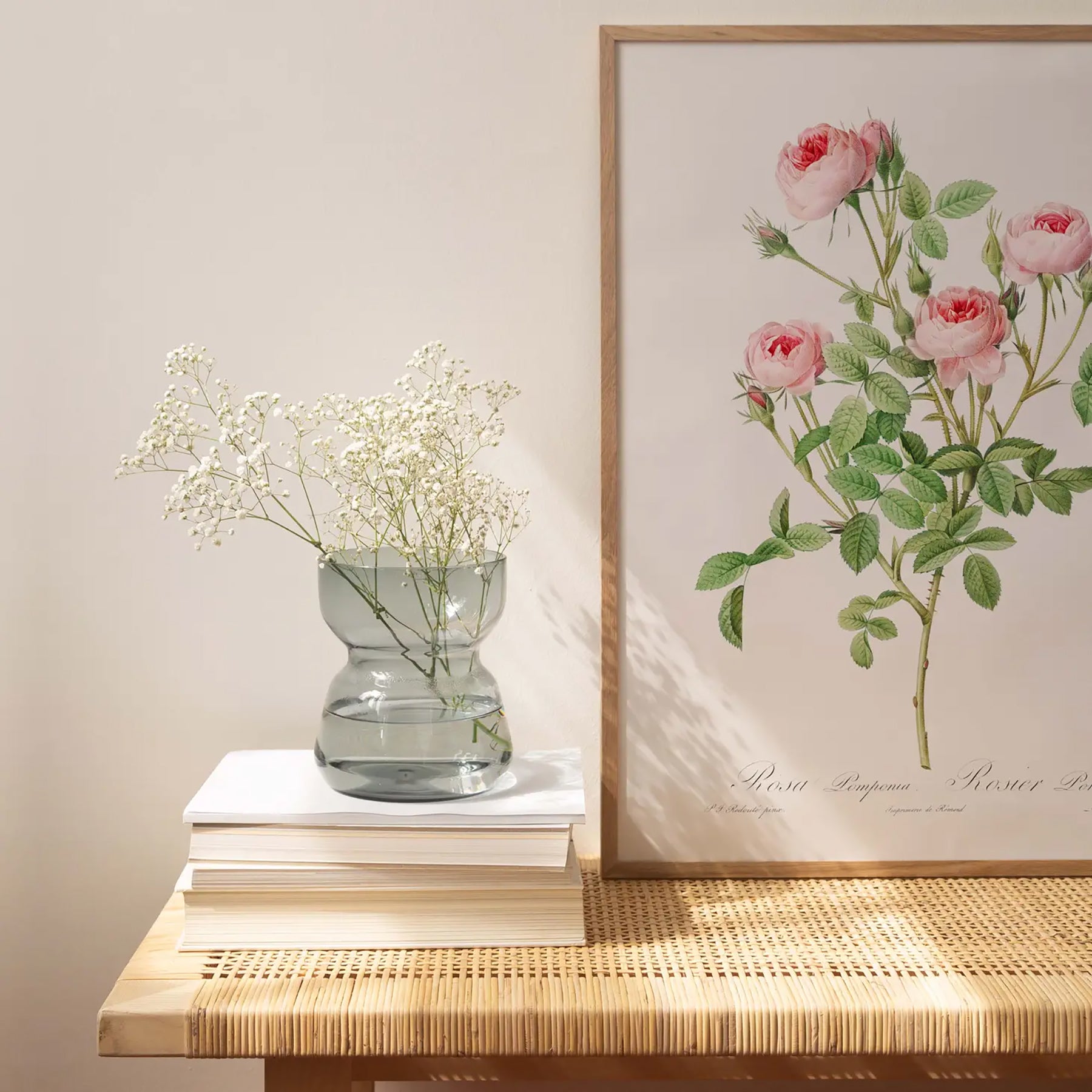 Generosa Home and Living Reproduction of a botanical drawing from the book "les roses" published in 1817 and illustrated by the famous painter and botanist pierre-joseph redouté