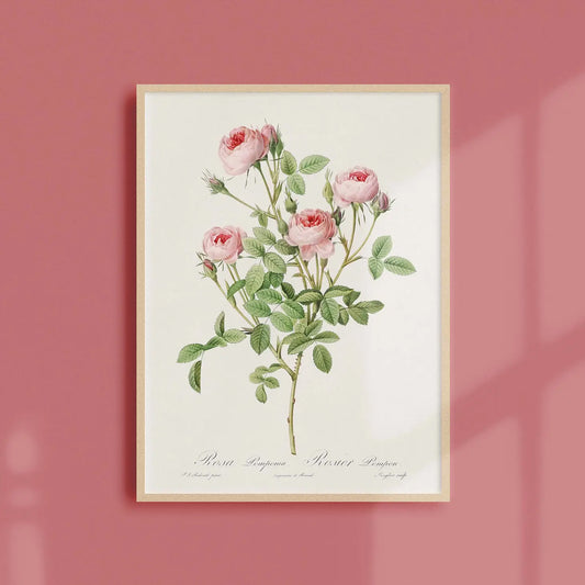 Generosa Home and Living Reproduction of a botanical drawing from the book "les roses" published in 1817 and illustrated by the famous painter and botanist pierre-joseph redouté