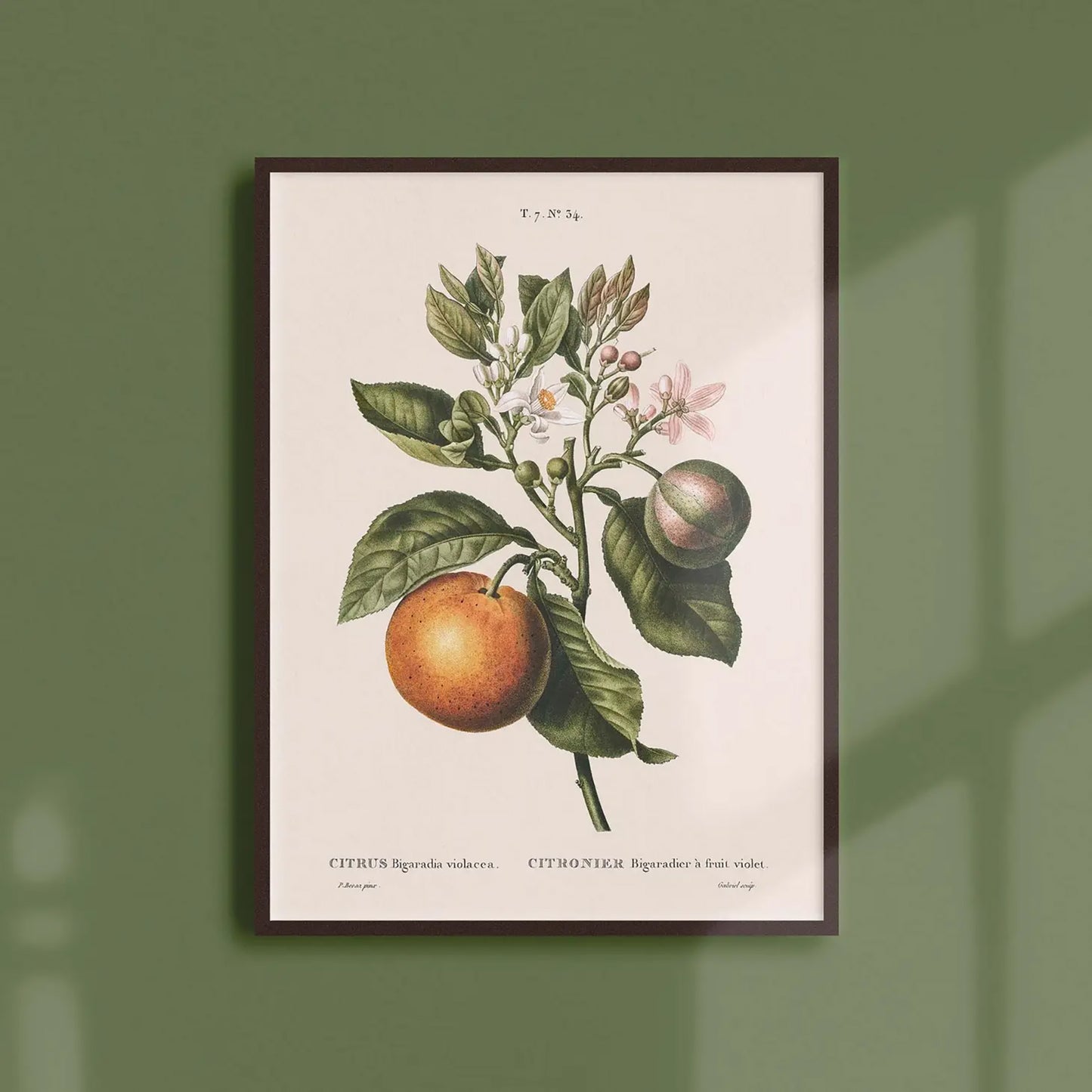 Reproduction of a botanical drawing from the book "traité des arbres et arbustes que l'on cultive en france en pleine terre" published in 1801 and illustrated by the famous painter and botanist pierre-joseph redouté. Generosa Home and Living