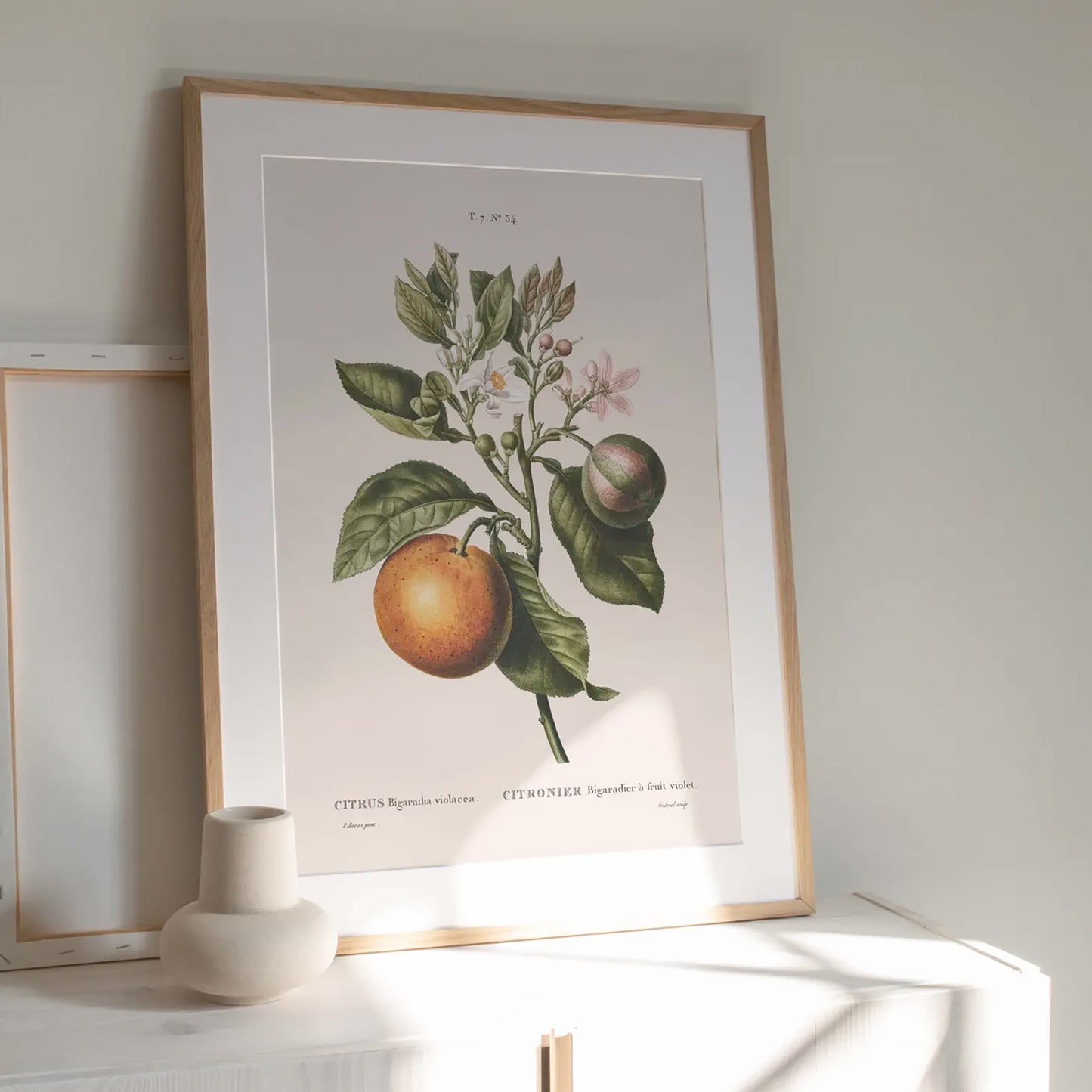 Reproduction of a botanical drawing from the book "traité des arbres et arbustes que l'on cultive en france en pleine terre" published in 1801 and illustrated by the famous painter and botanist pierre-joseph redouté. Generosa Home and Living