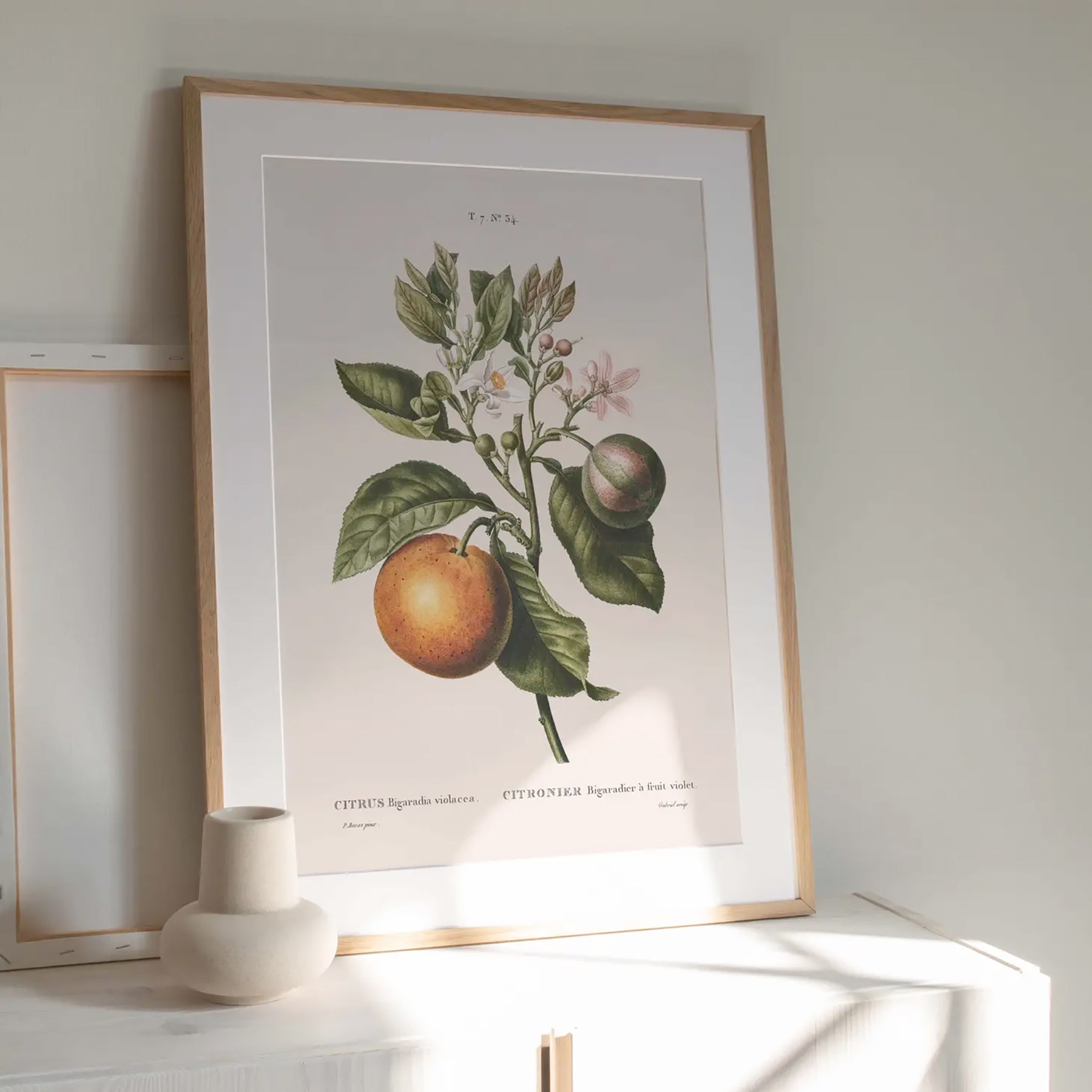 Reproduction of a botanical drawing from the book "traité des arbres et arbustes que l'on cultive en france en pleine terre" published in 1801 and illustrated by the famous painter and botanist pierre-joseph redouté. Generosa Home and Living