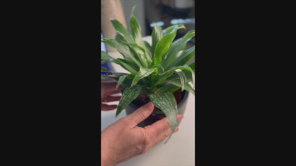 Plant SPA Gift Pack- Clean and Protect
