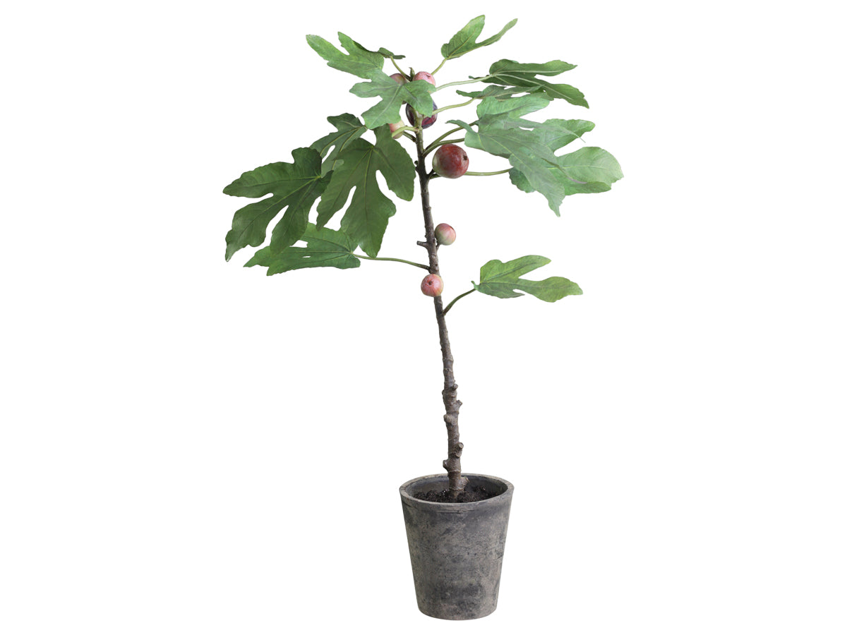 Fleur Fig Tree in Ceramic pot freeshipping - Generosa