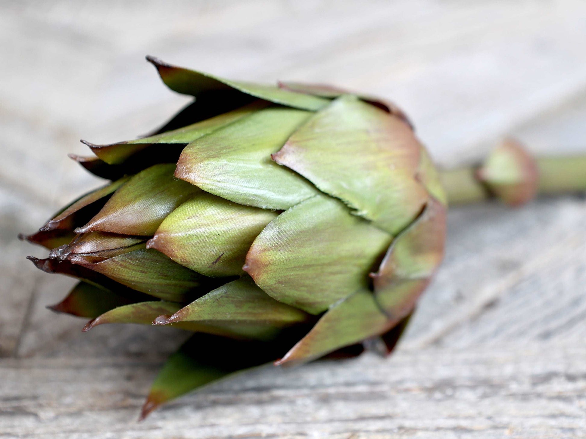 Fleur Artichoke- Long stem green