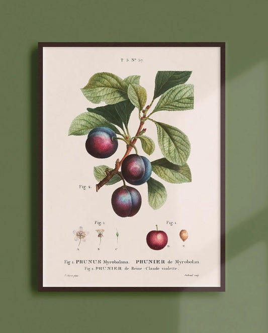 Reproduction of a botanical drawing from the book "Traité des arbres et arbustes que l'on cultive en France en pleine terre" published in 1801 and illustrated by the famous painter and botanist Pierre-Joseph Redouté.