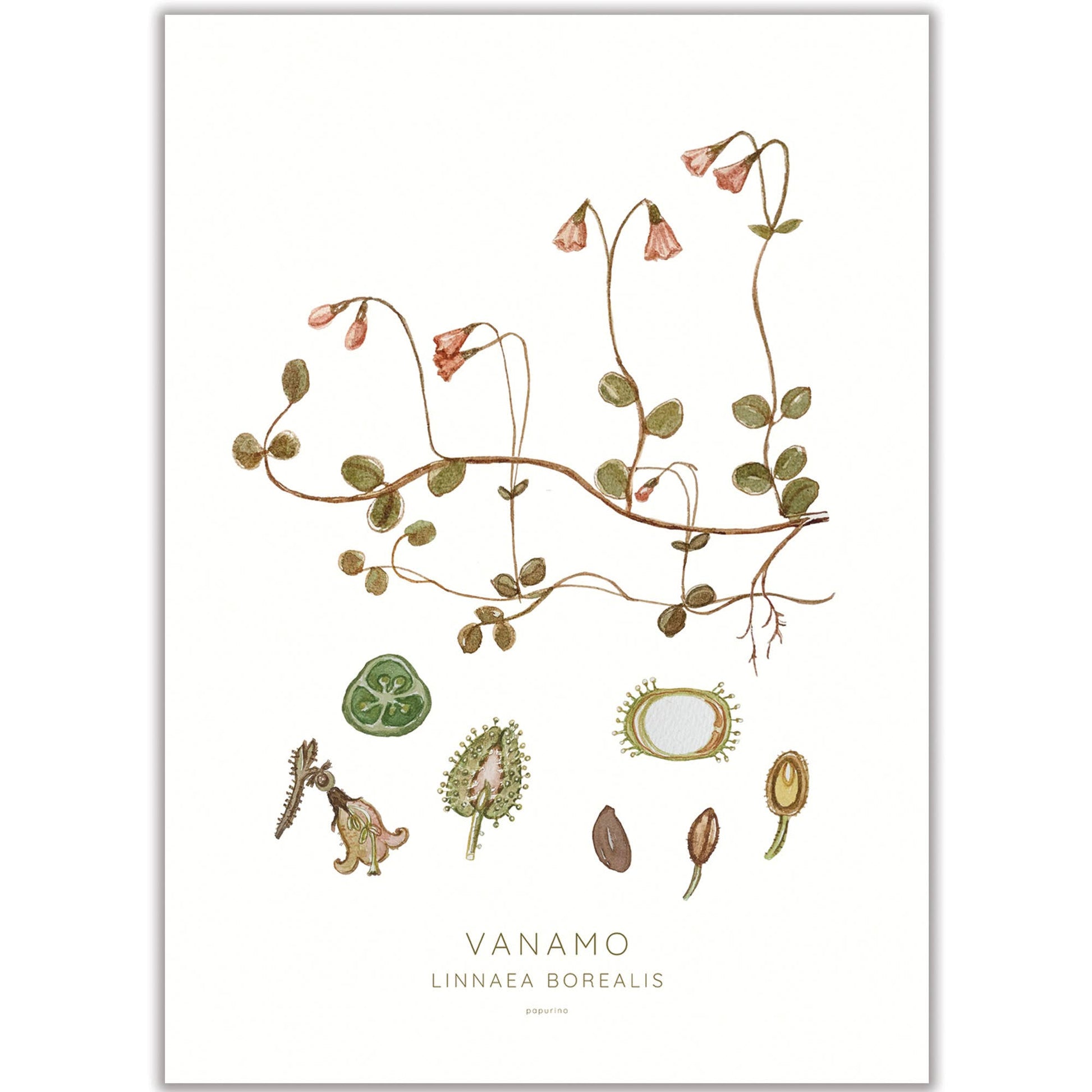 Twinflower- Papurino freeshipping - Generosa