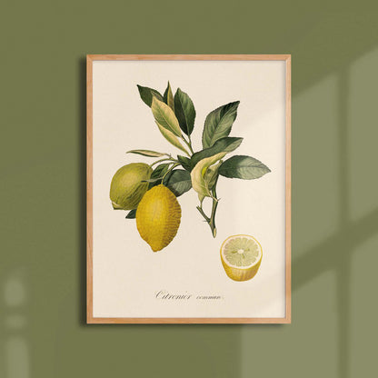 Common Lemon 30x40cm print